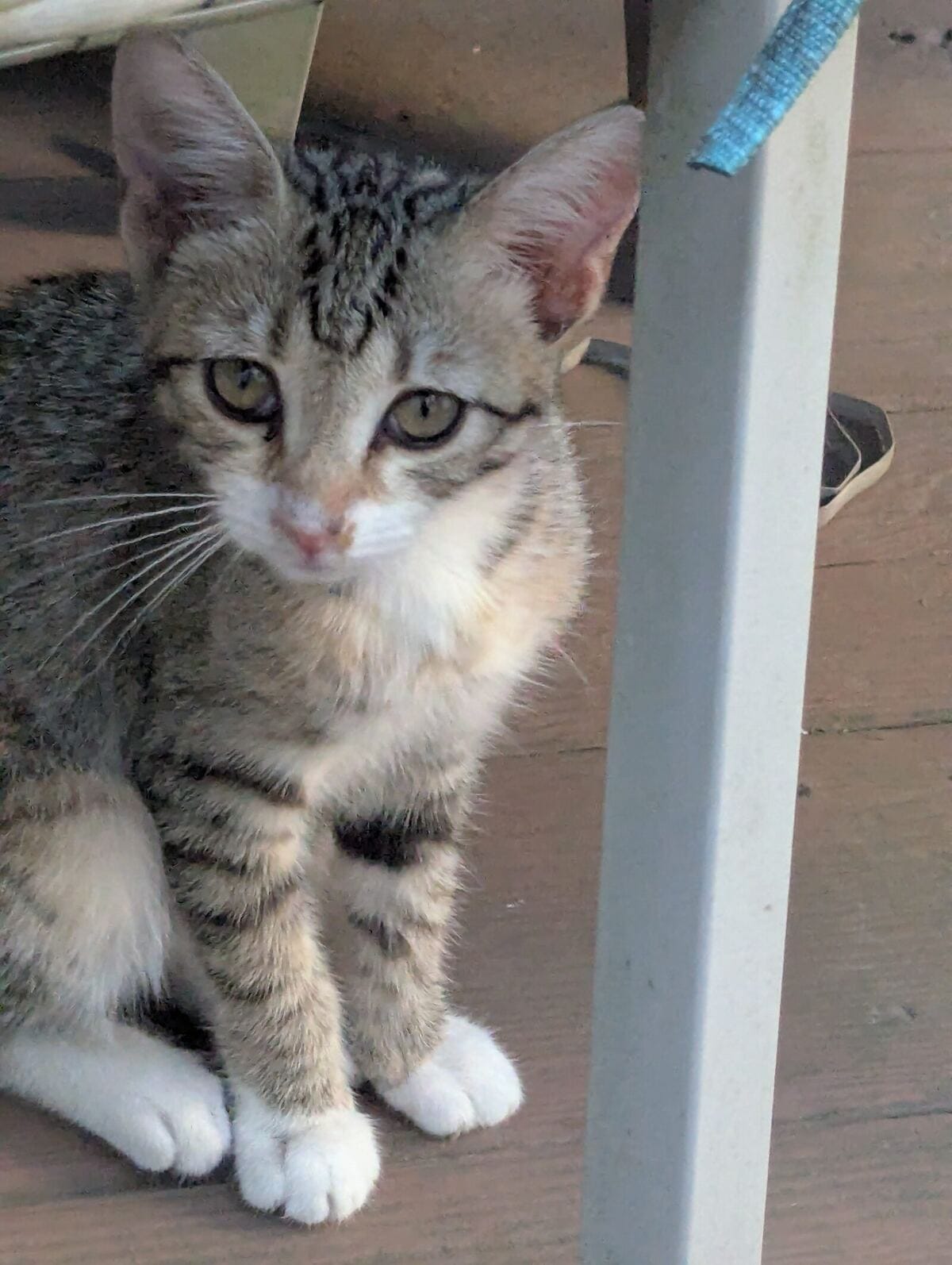 A tabby and white kitten sitting on a wooden porch floor next to equipment cabling near the BMBF site, photographed July 14.